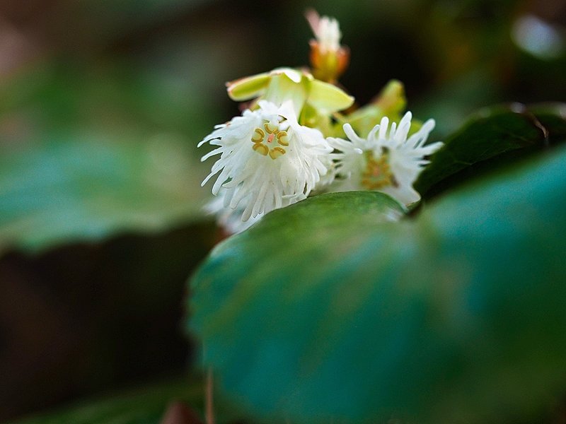 初対面。カイイワカガミ。花は白く、萼片は薄茶色。白山八王子山の中、あちらこちらに咲いていた。