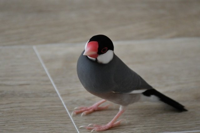 甲状腺腫の症状は何ですか?