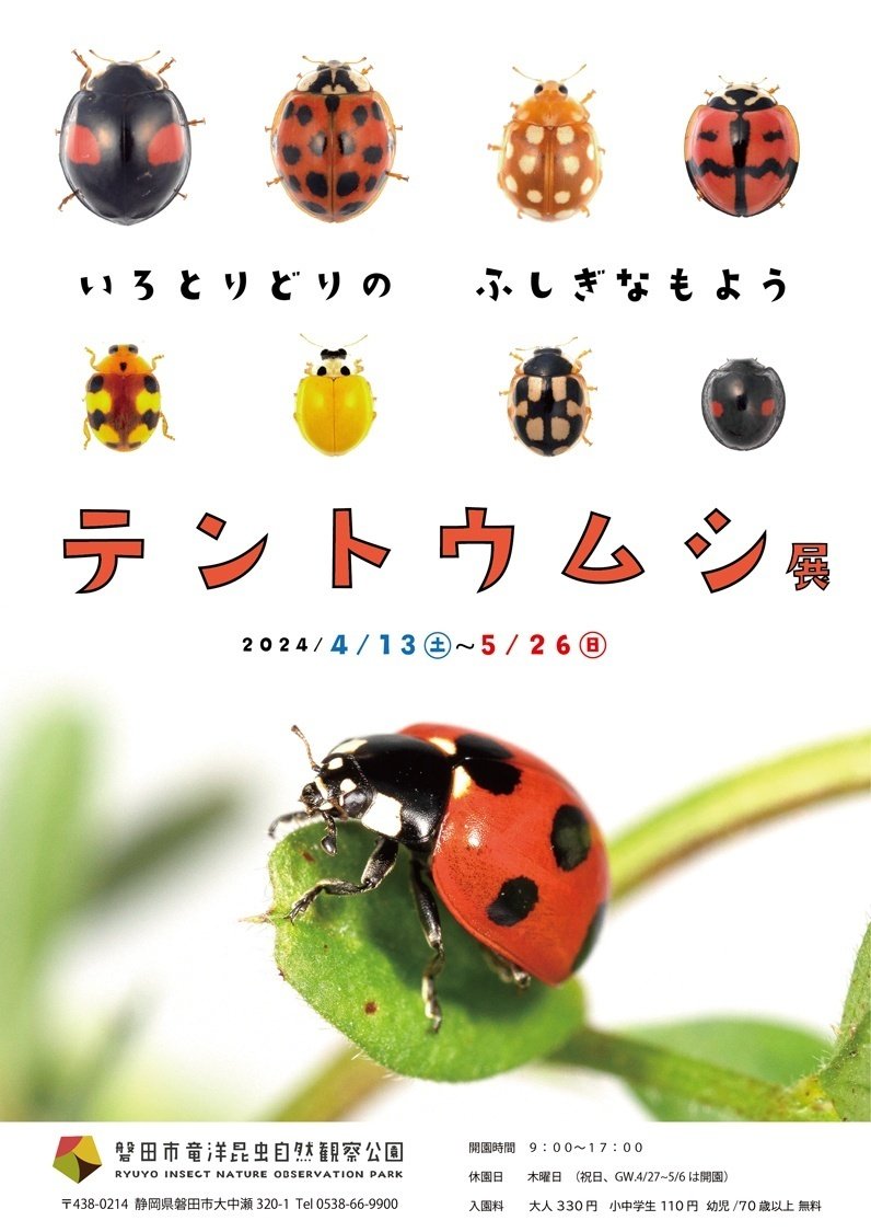 巨大テントウムシを探せ！｜竜洋昆虫自然観察公園