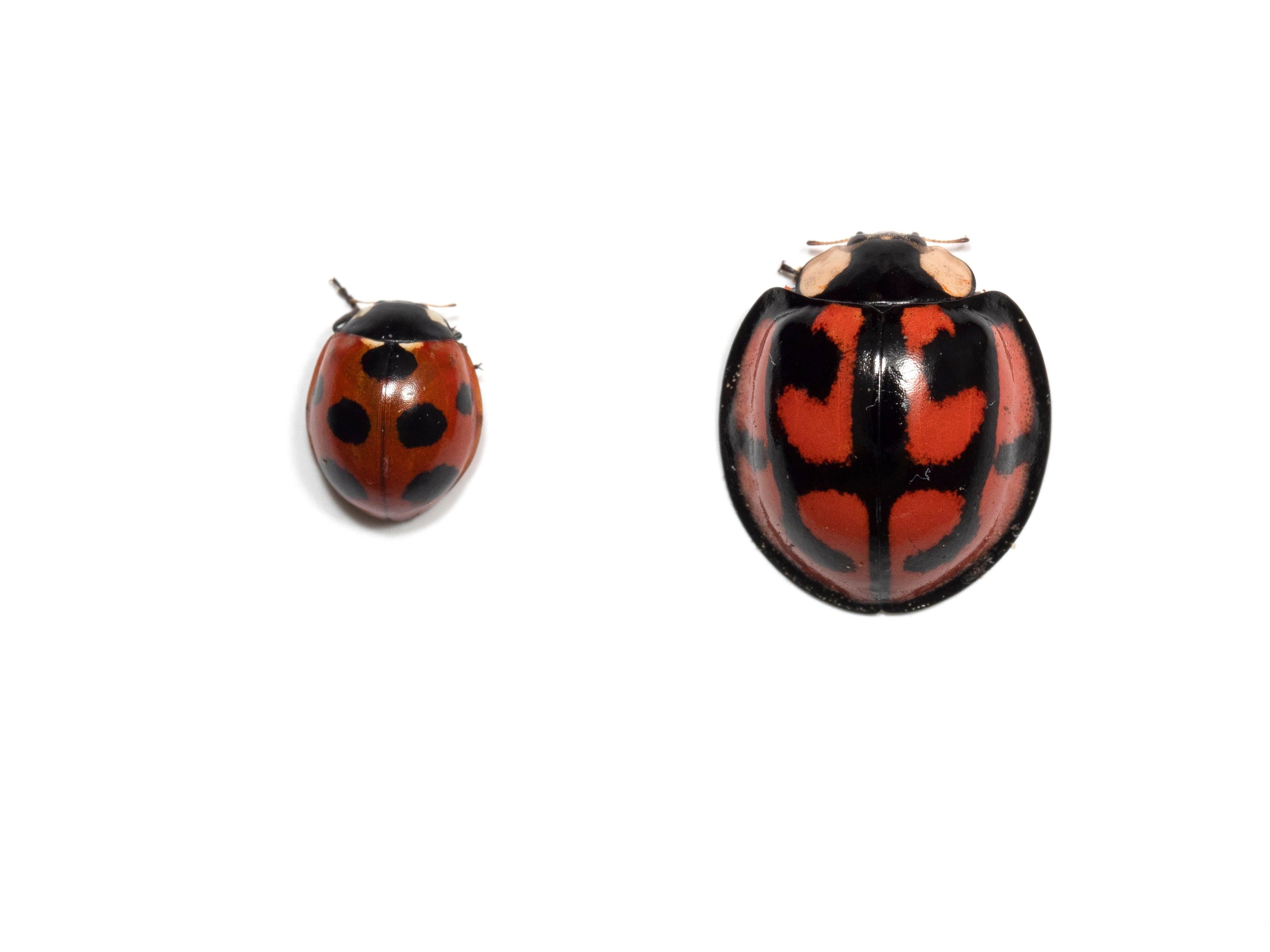 巨大テントウムシを探せ！｜竜洋昆虫自然観察公園