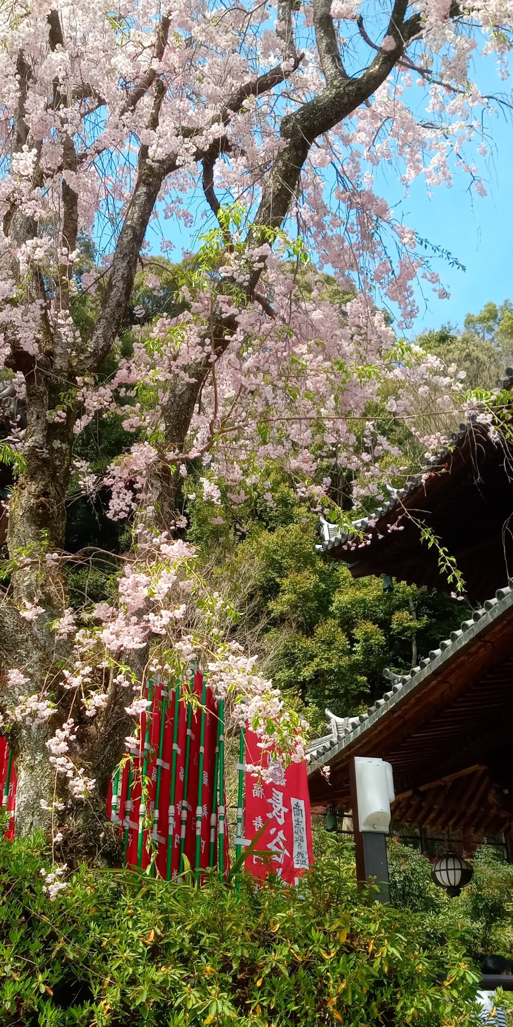 八十八面観音巡礼［長谷寺］、初瀬ダム〜興喜天満神社、残り桜、初瀬