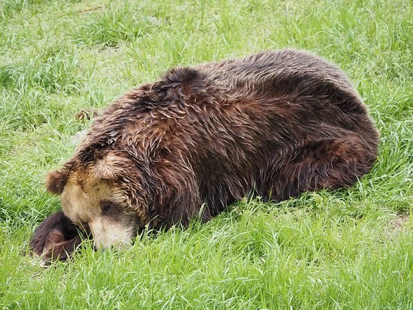 エゾヒグマの写真２