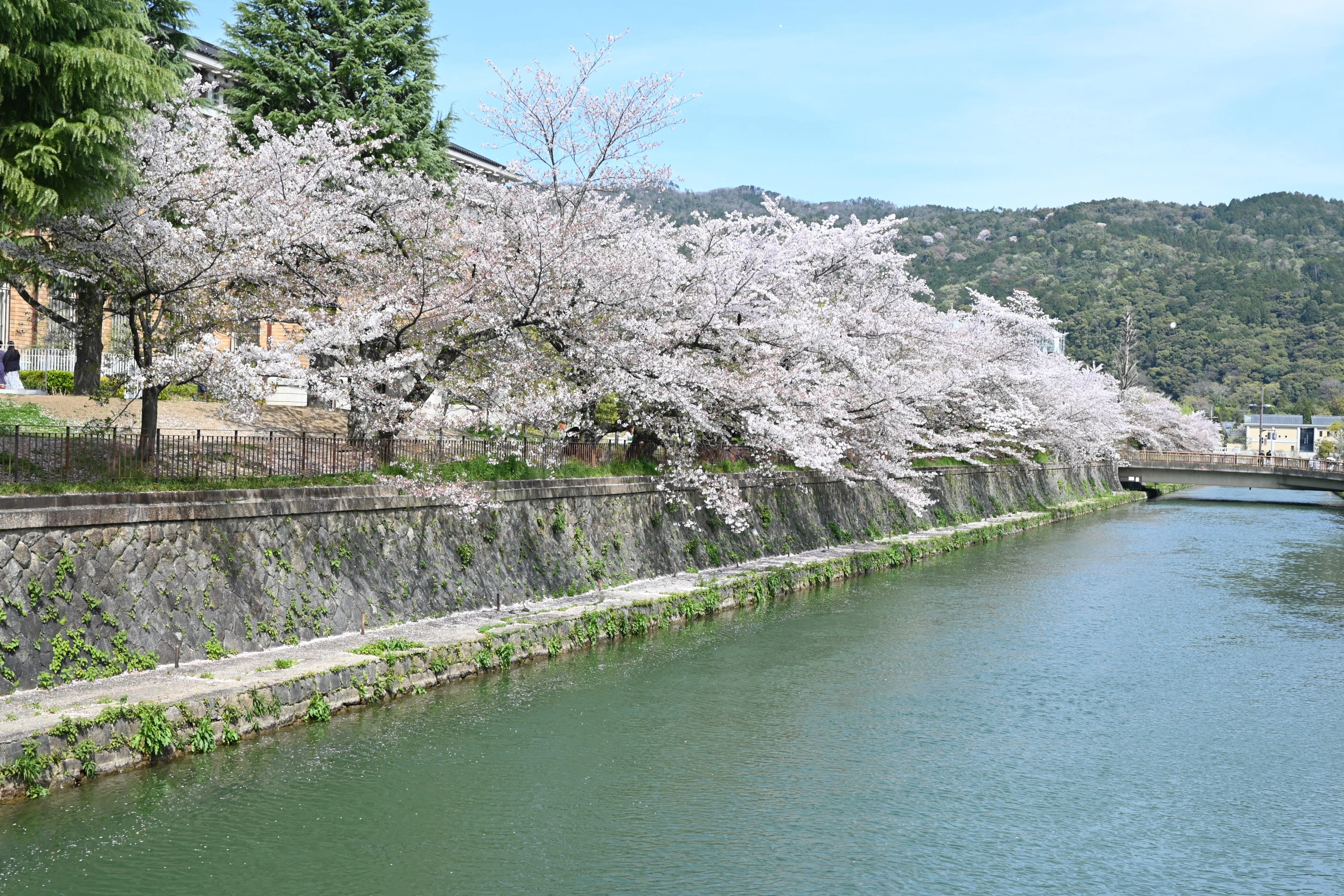 京都で桜旅①京都市京セラ美術館｜いかフライ