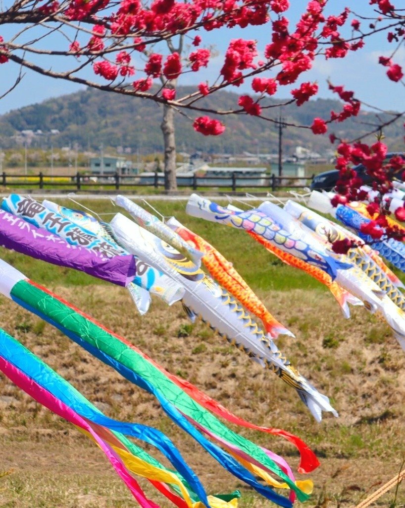 竜王町】善光寺川の鯉のぼりとハナモモ｜修家大雄 /レストラン ラ・フェ