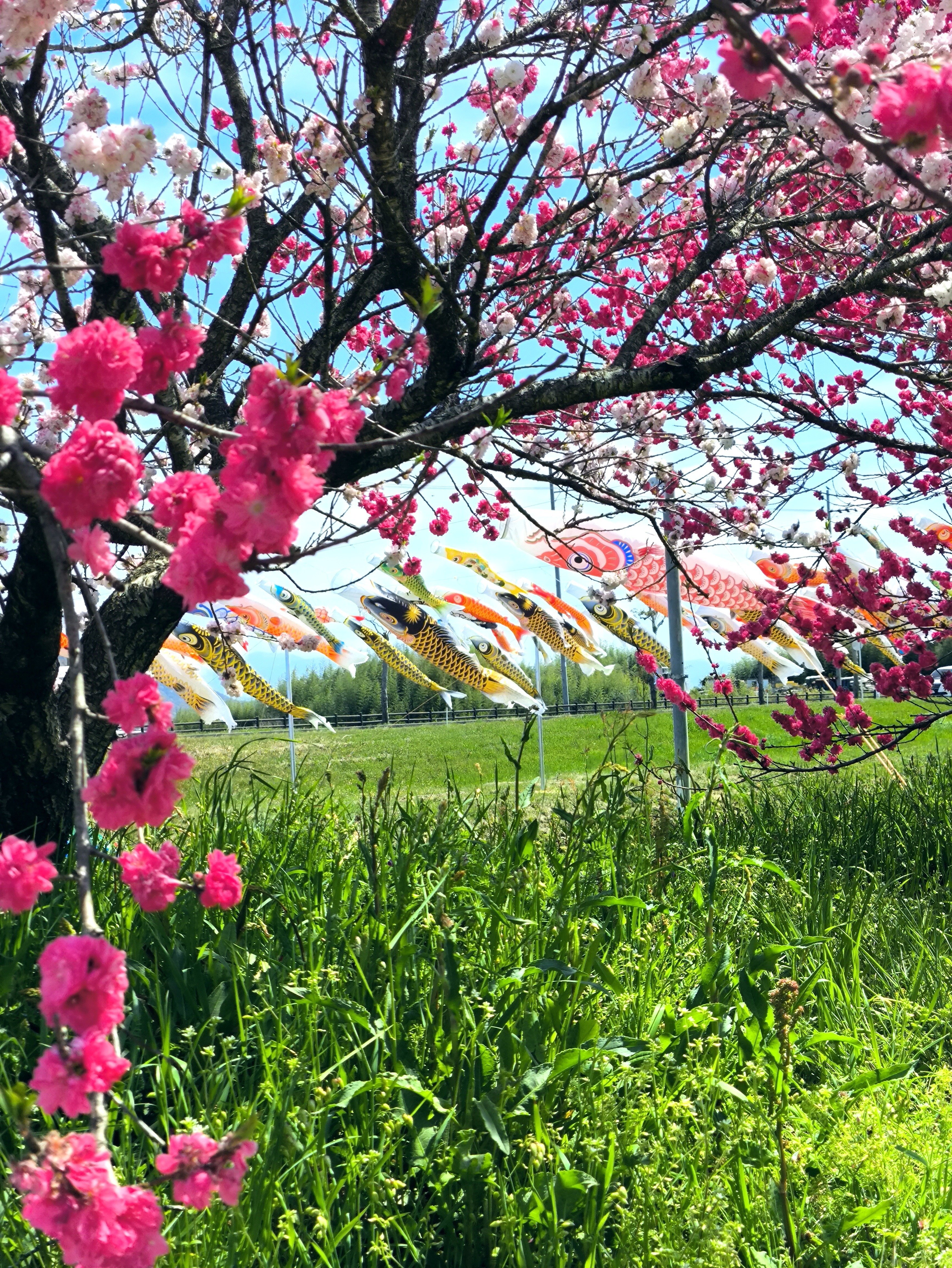 竜王町】善光寺川の鯉のぼりとハナモモ｜修家大雄 /レストラン ラ・フェ