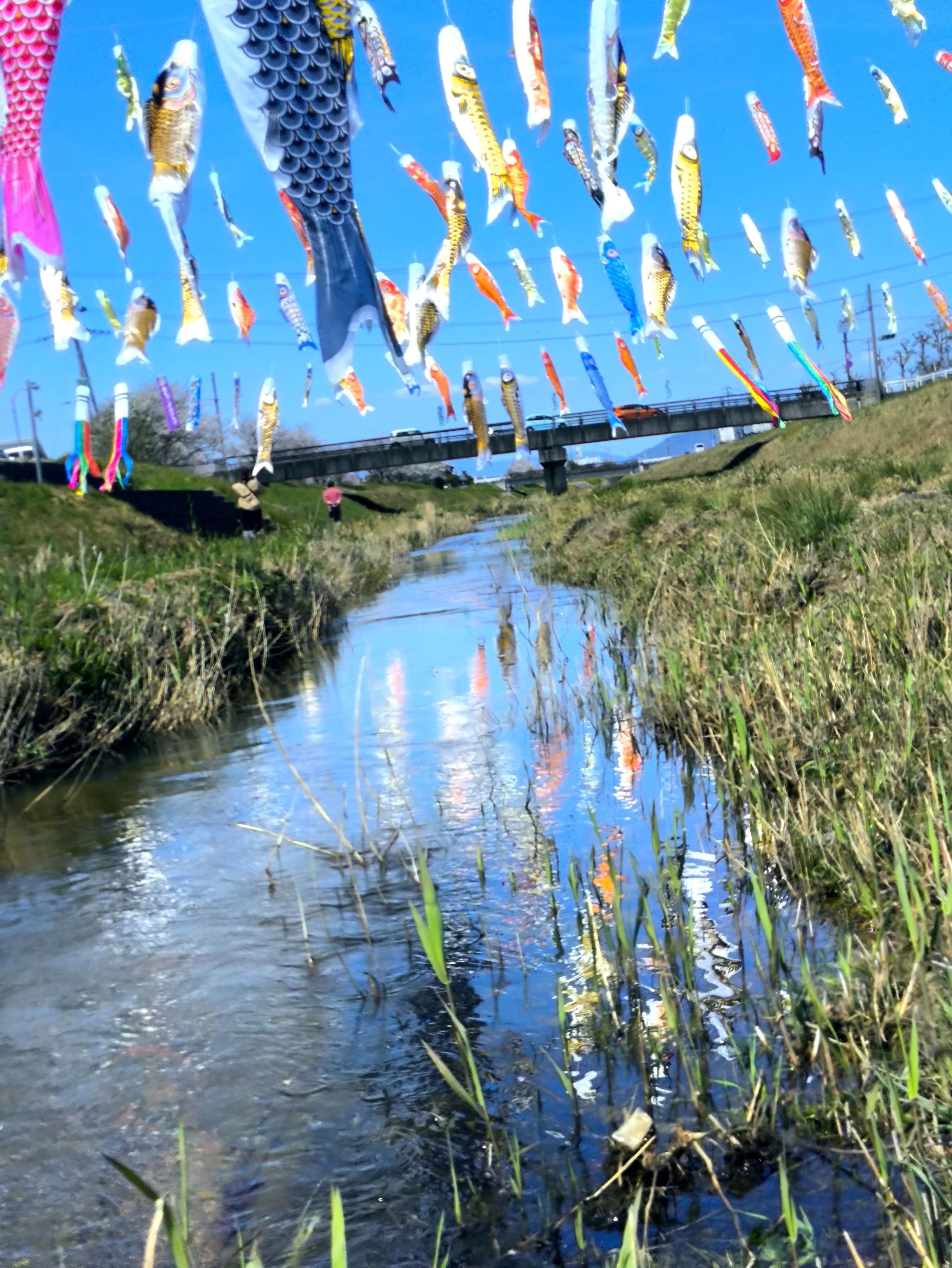 竜王町】善光寺川の鯉のぼりとハナモモ｜修家大雄 /レストラン ラ・フェ