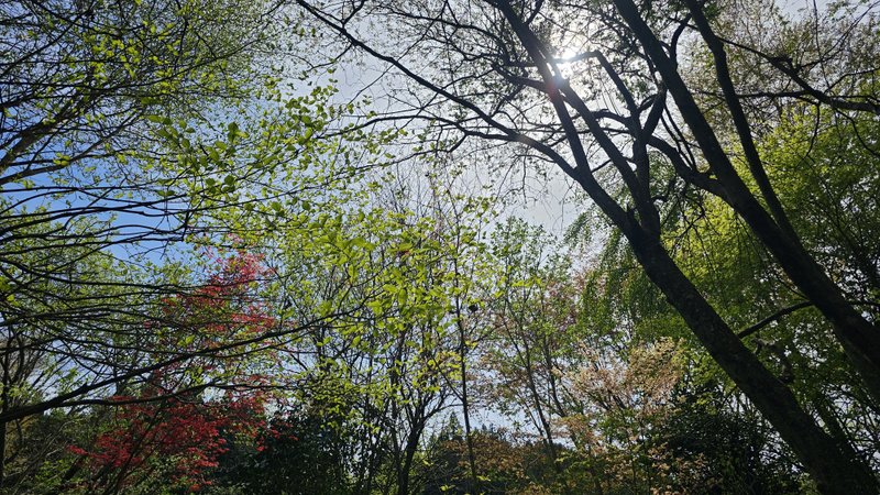 日曜限定でオープンする「田中ガーデン」。山が近く、背の高い木々が多数ある、森のようなガーデンです。