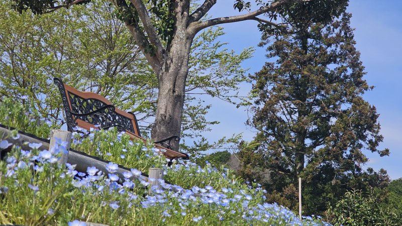 数々の花が植えられた山田ガーデン。特徴的なのは、ベンチの下ののり面に広がるネモフィラの青い花です。