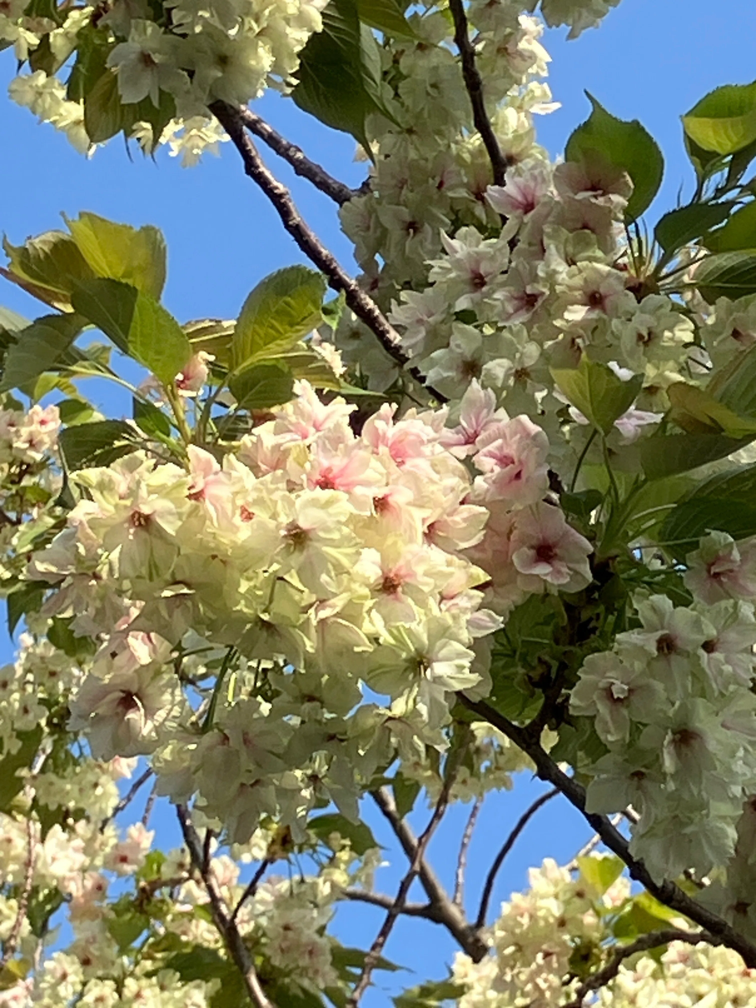 荒川の五色桜｜麻鳥asatori