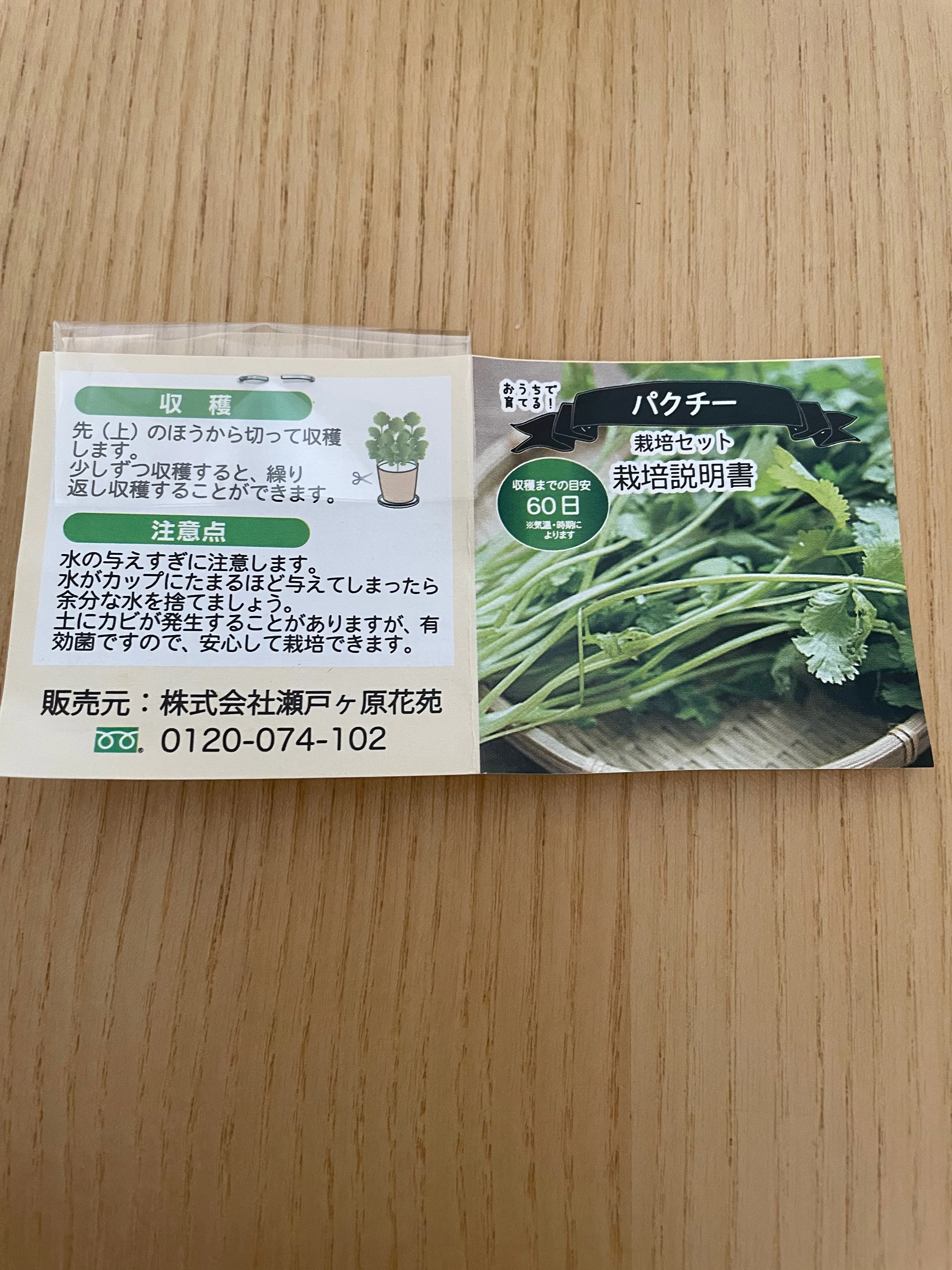 パクチーさんの栽培をはじめてみました｜旅人先生【毎日執筆7年目】