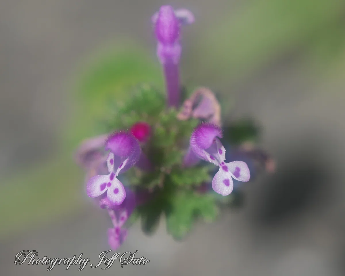 Small Familiar Flowers: The Joy of the Macro World｜JeffSuto ...