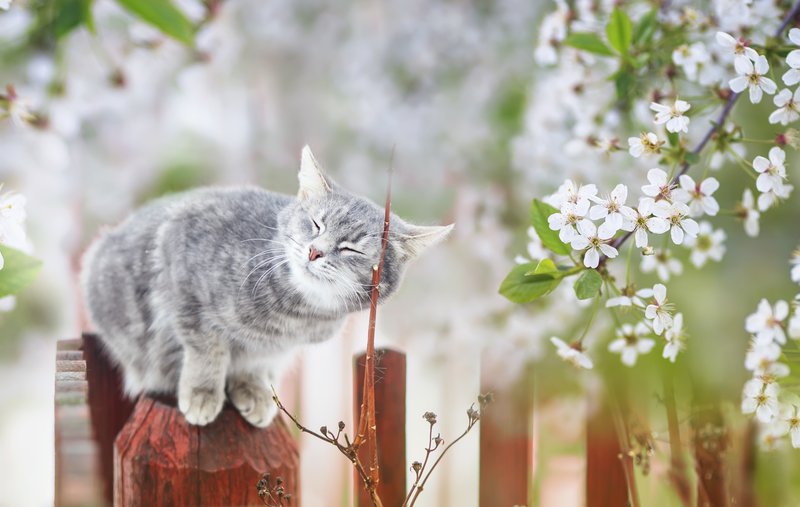 春の猫のイメージ