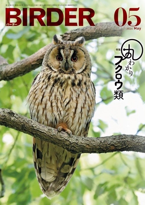 BIRDER5月号の見どころ｜ブンイチ（文一総合出版）