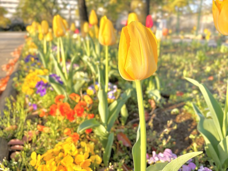 眩しい季節、外に出れば、暖かい太陽から、眩しいほど鮮やかな花から、小鳥たちのお喋りから、ふんわり流れる春風から…エネルギーが湧いてきて元気になる。