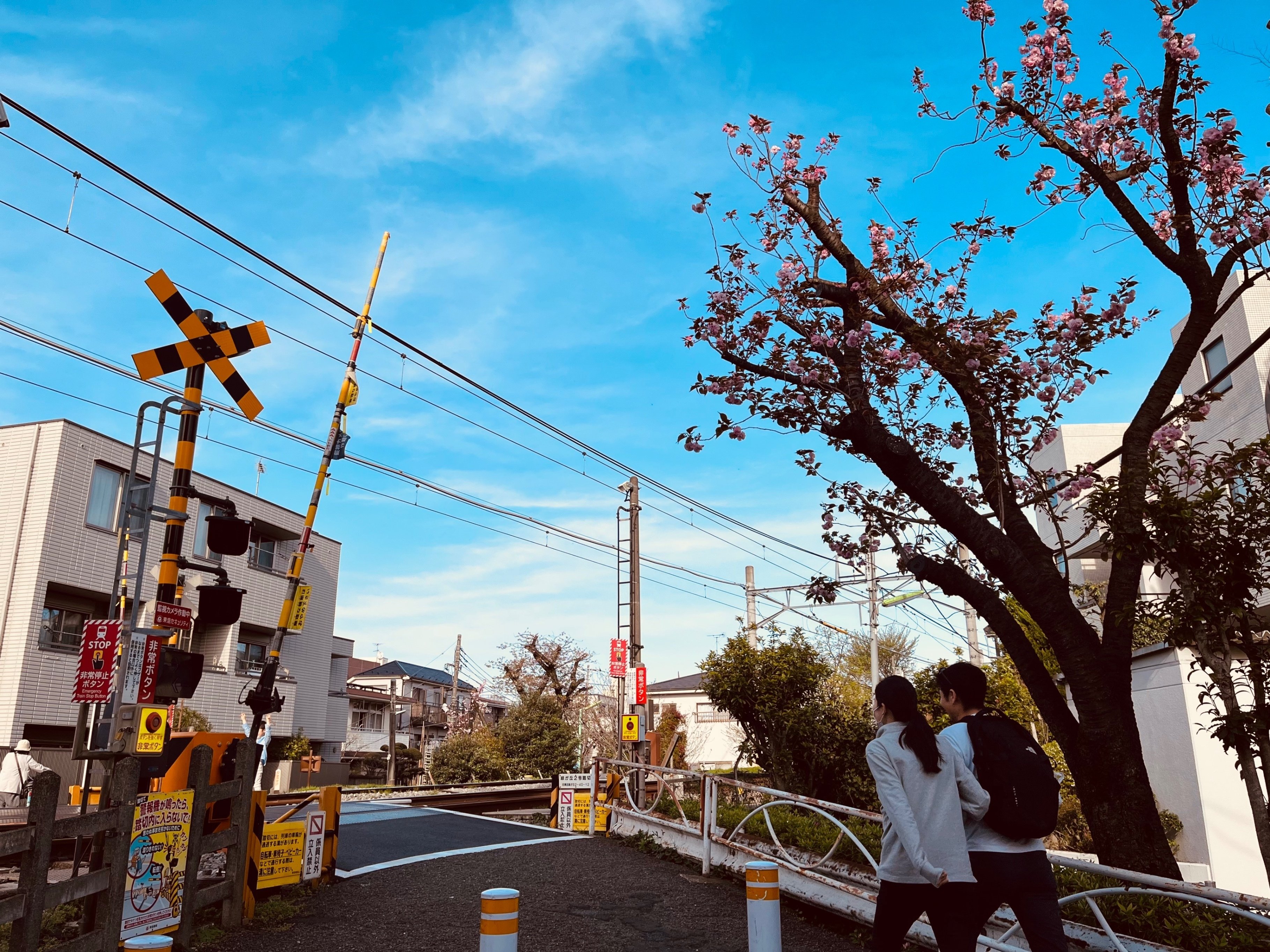 2024探桜記・九品仏川緑道｜紺珠