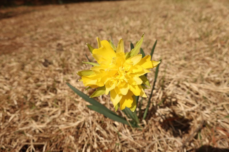 変わった形の花びらの黄色い水仙