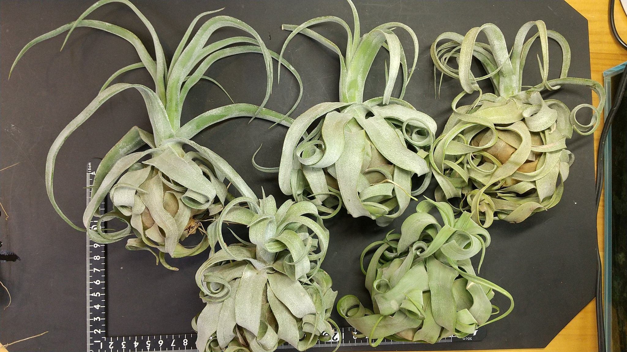 イオナンタ ×ストレプトフィラ チランジア tillandsia イオナンタロン×ストレプトフィラ ionantha 'Ron' x T