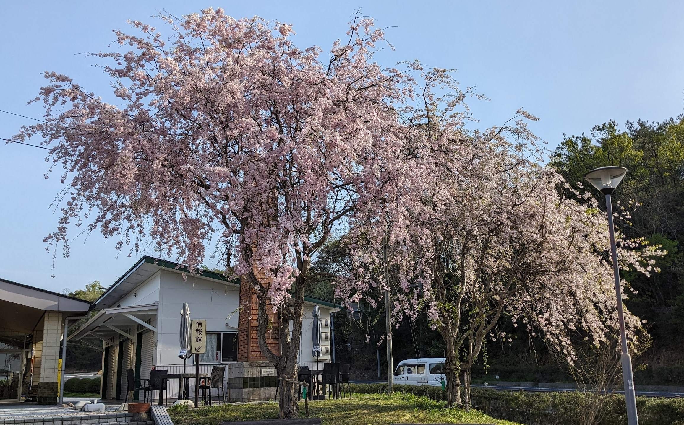 枝垂れ桜の魅力｜谷 俊彦
