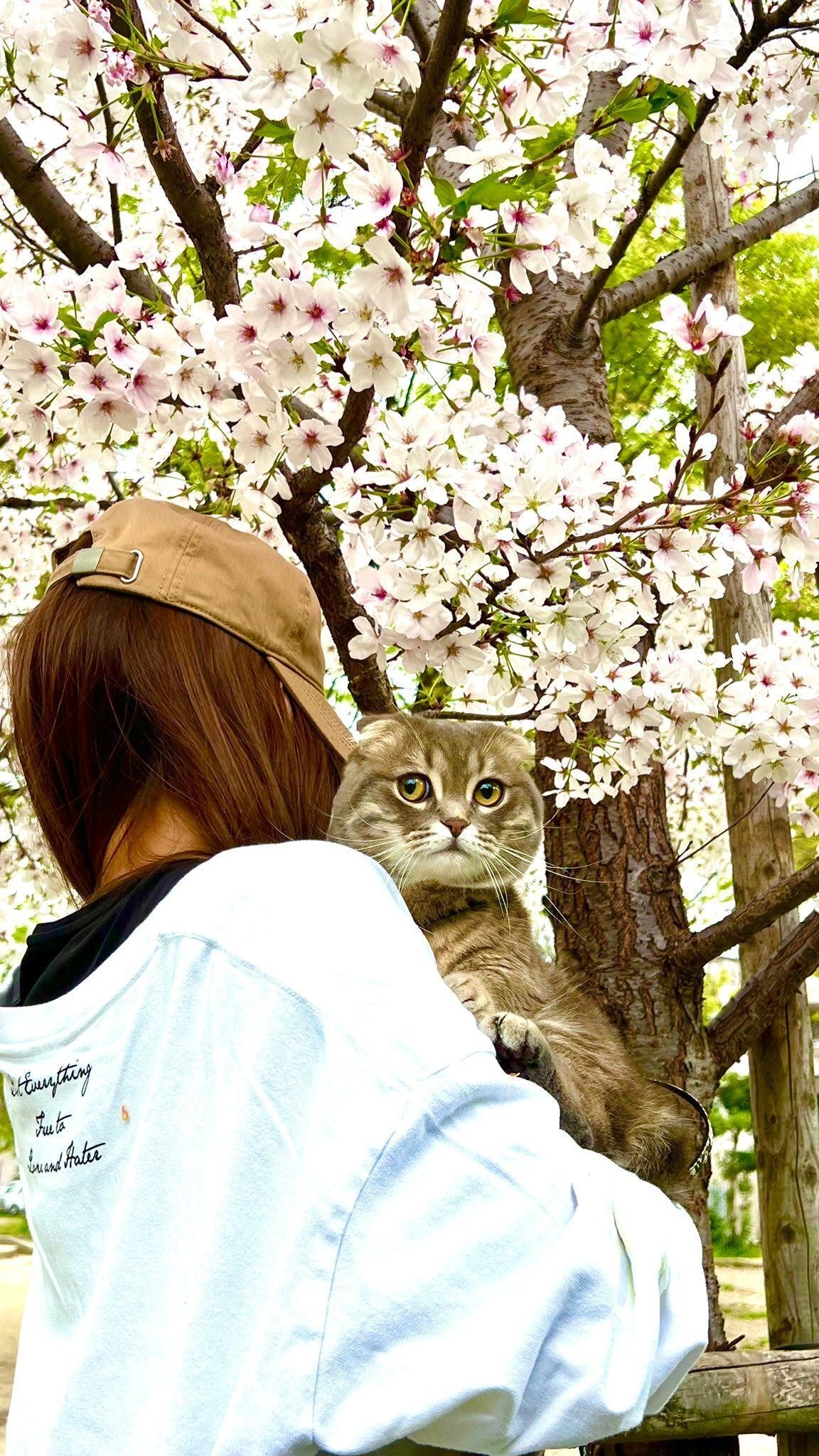『お花が咲いちゃった猫さん』 猫もサクラに興味津々？マンチカンの銀時くん、飼い主さんに抱っこされ
