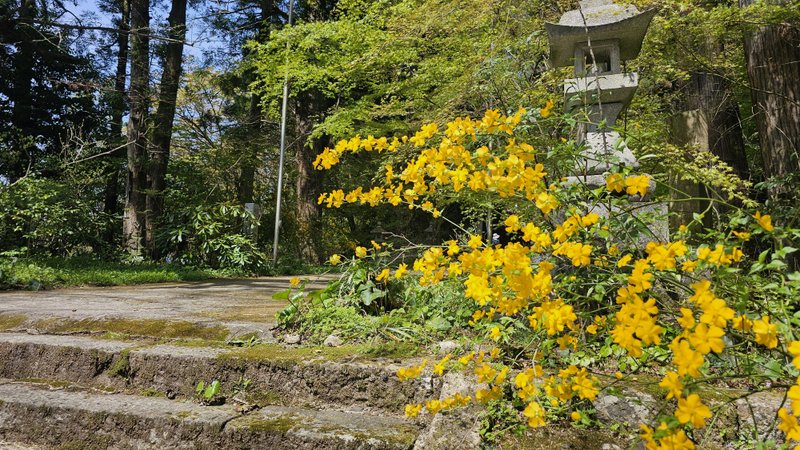 山口県周南市鹿野の町なかにある二所山田神社。参道にひときわ目を引く黄色い花が見えました。