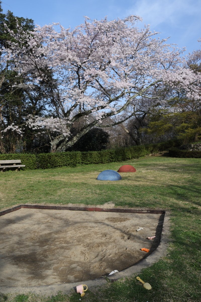 桜が咲きました。いい天気です。持ち主のいないオモチャが放置されてます。