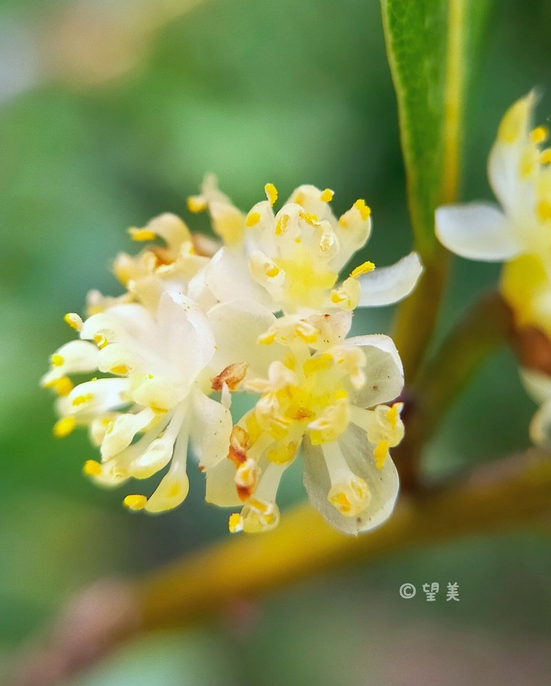 月桂樹の花って、こんな感じなのね〜と思いながら撮ってました(´>∀<｀)ゝ