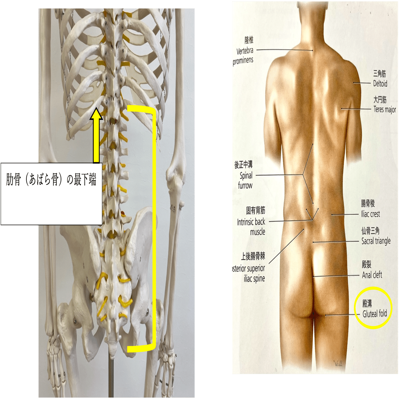 腰痛専門にした理由｜帯刀雅貴
