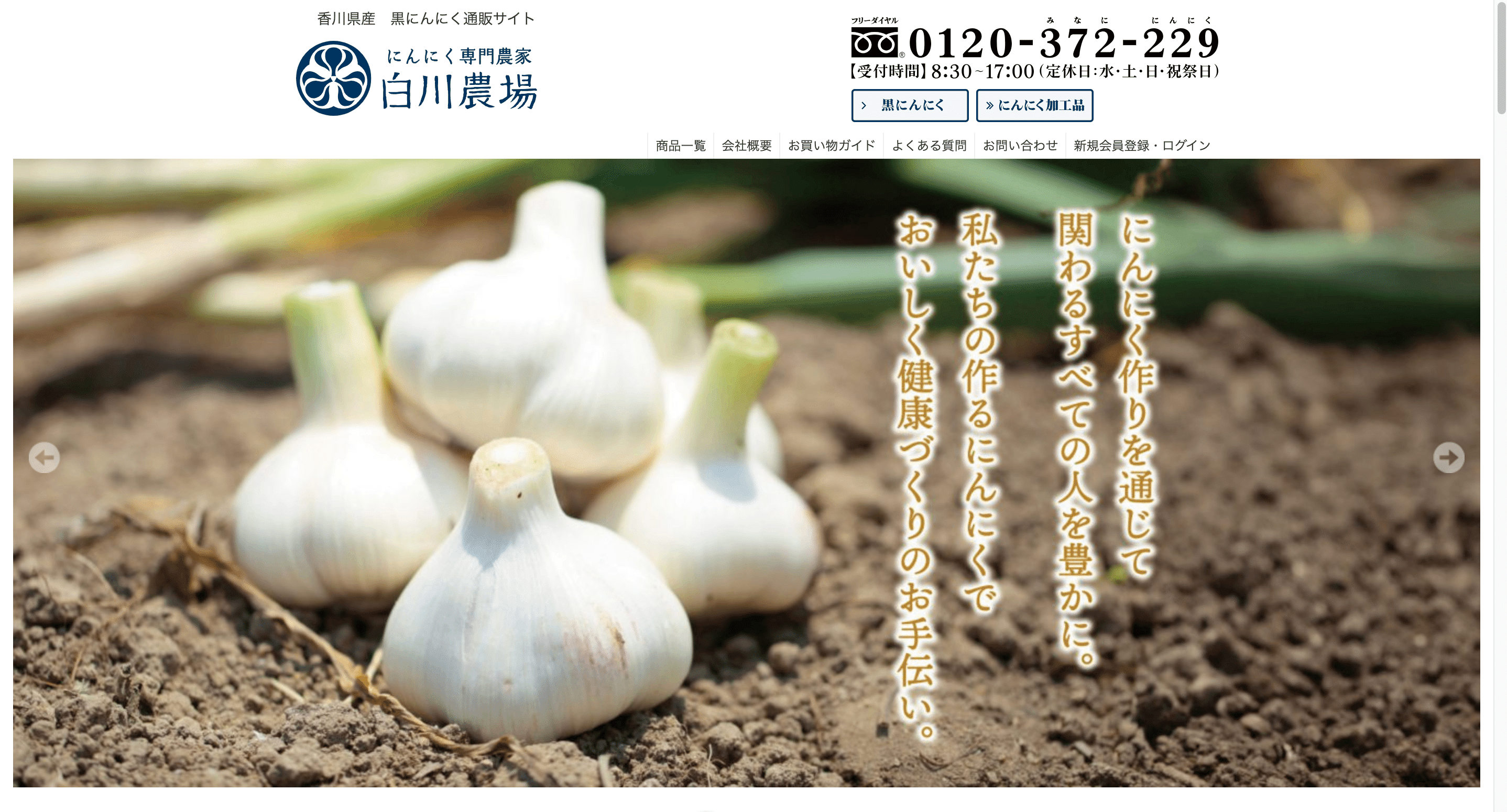 青森県産 福地ホワイト六片 にんにく 種用　１０キロ 消毒済み にんにく C級 Mサイズ 1kg 福地ホワイト六片種 - 熟成黒