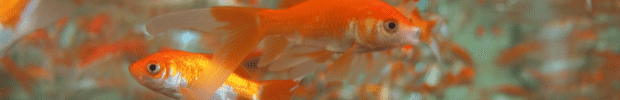 夏を連想するキーワード40選！制作のヒントに！に挿入する金魚の画像