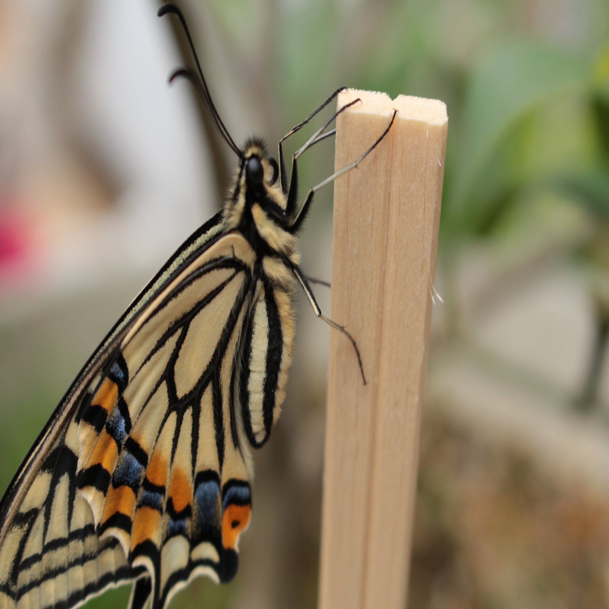 ヒョウモンドチョウ – HiSoUR – Hi So You Are, image size:2000x1333