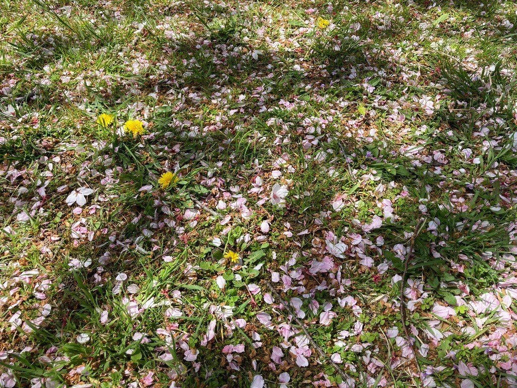 散った桜は汚いのか｜k. akane