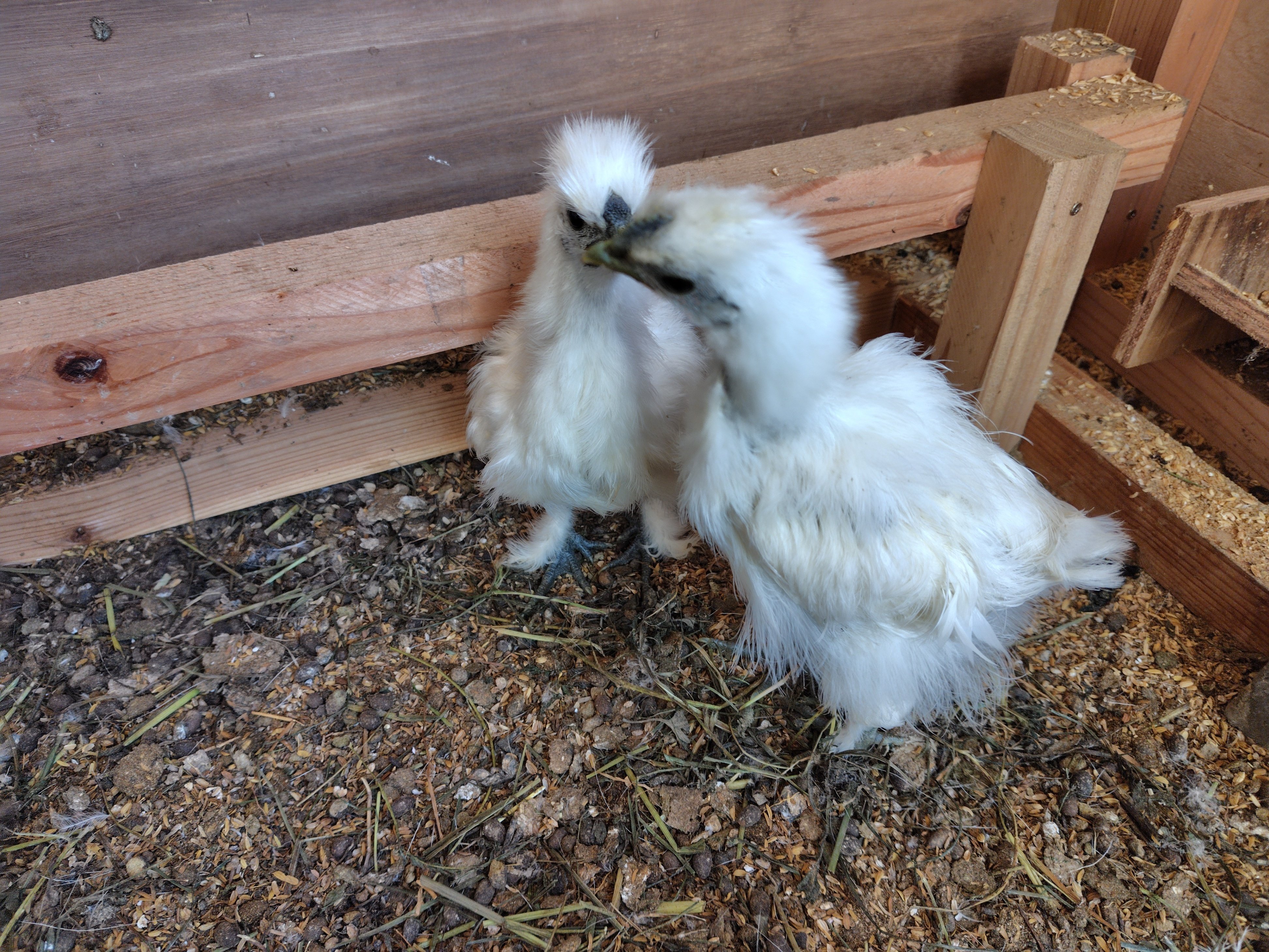 ニワトリ ニワトリとの暮らし｜のんびり農園