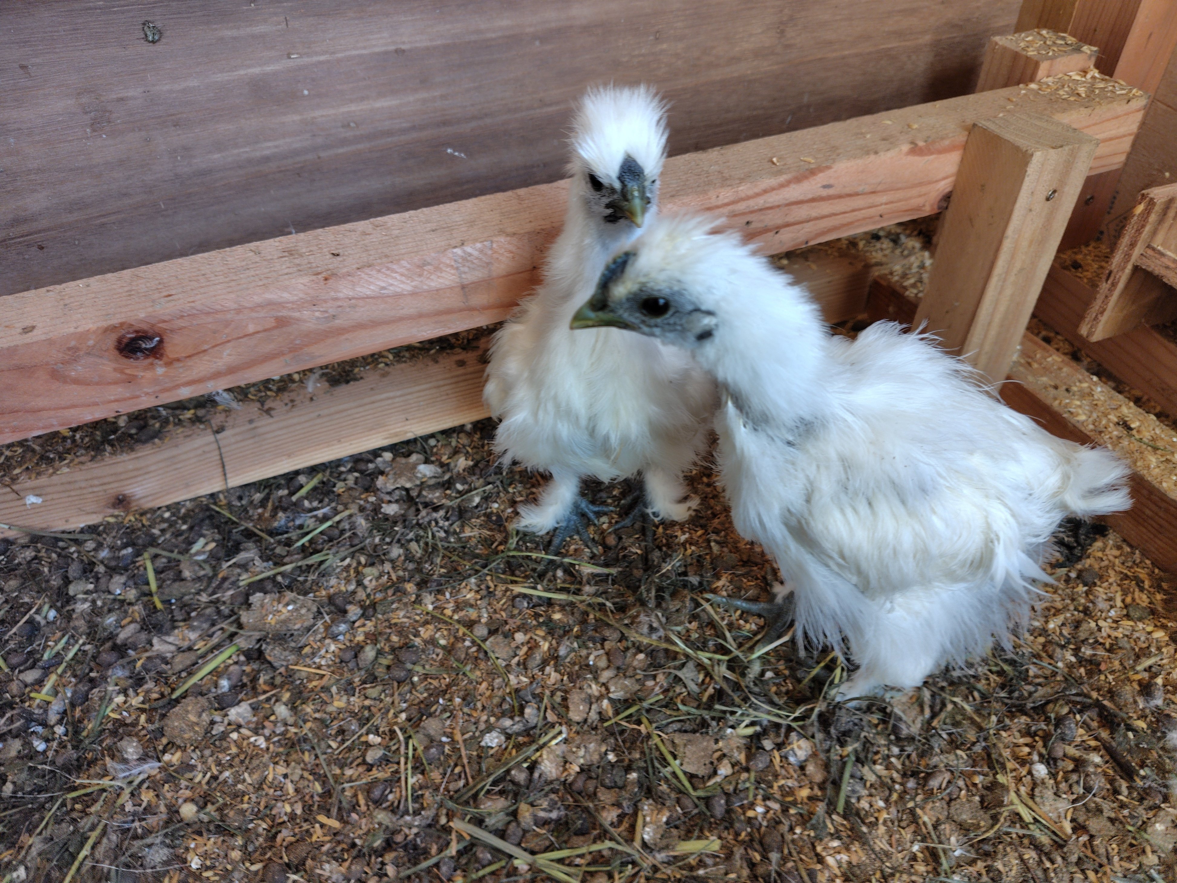 ニワトリとの暮らし｜のんびり農園