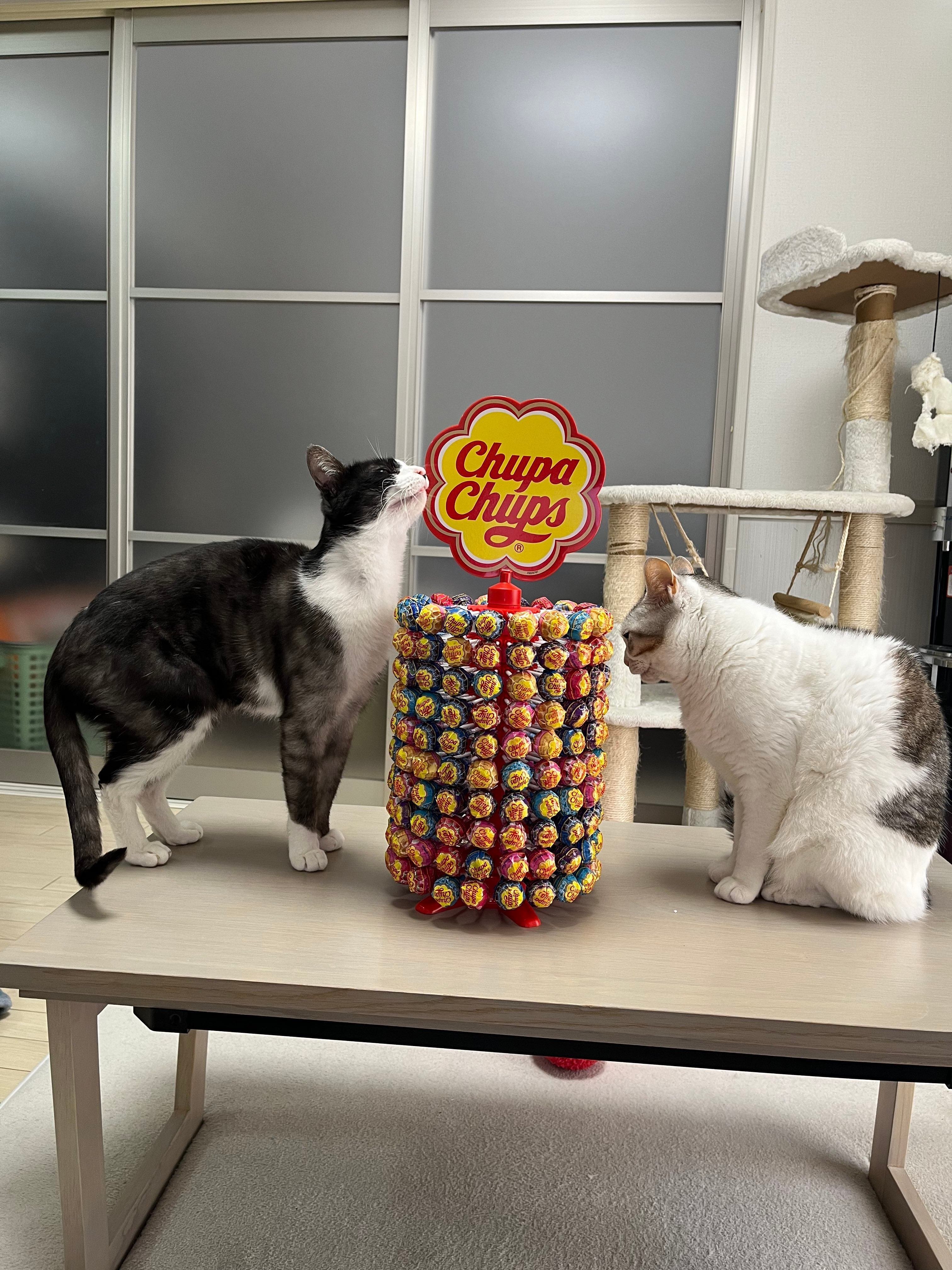 チュッパチャプスを200本セットした迫力満点のタワー、猫ちゃんと比べ