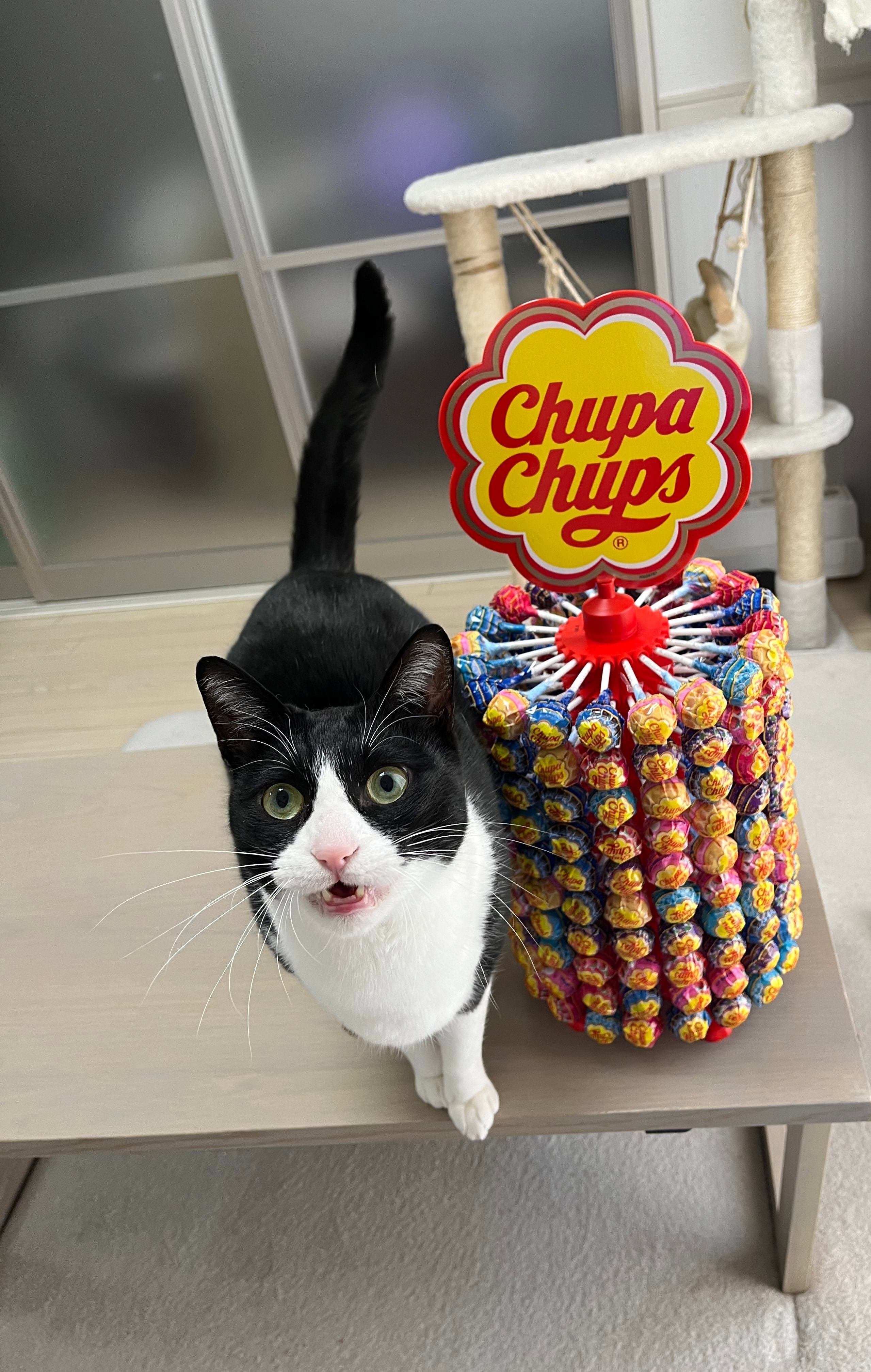 チュッパチャプスを200本セットした迫力満点のタワー、猫ちゃんと比べ