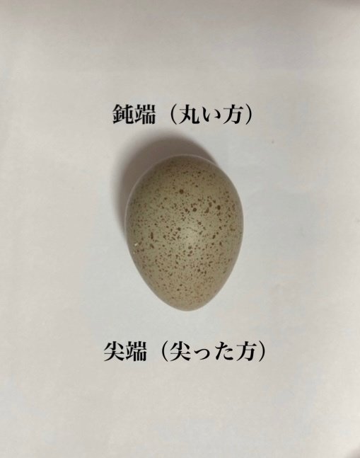 HFMのエッチング　雛　が孵化！ 殻を割って卵から生まれる　孵卵 鶉 逆子を救いたい！卵の中で起こっていること。（ひめうずらの孵化