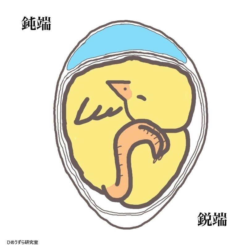 HFMのエッチング　雛　が孵化！ 殻を割って卵から生まれる　孵卵 鶉 HFMのエッチング 雛 が孵化！ 殻を割って卵から生まれる 孵卵 鶉