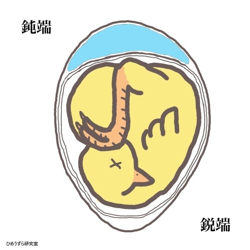 逆子を救いたい！卵の中で起こっていること。（ひめうずらの孵化