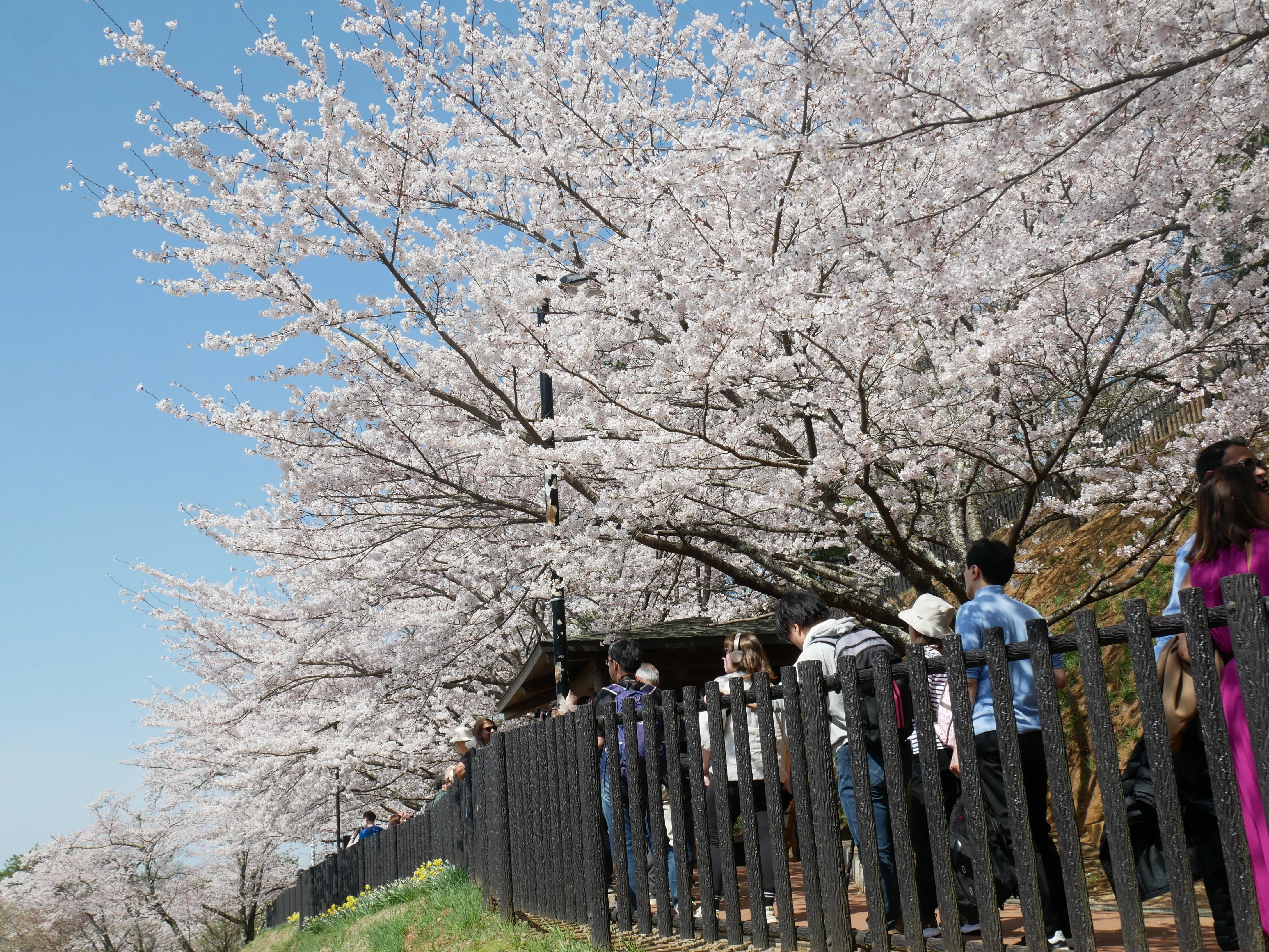 408 今しか見られない富士山×桜×五重塔の競演に酔う～山梨県・新倉山