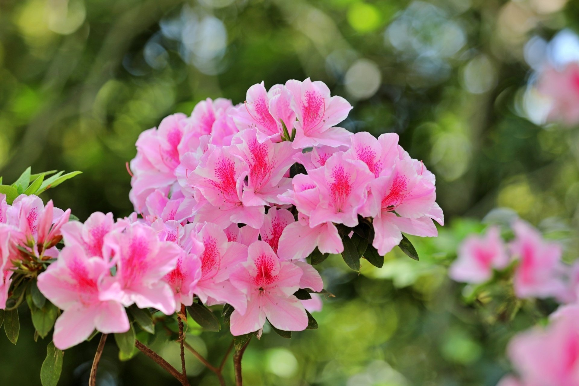 躑躅に思う」花屋の向こう側｜鈴木咲子/ Sakiko Suzuki