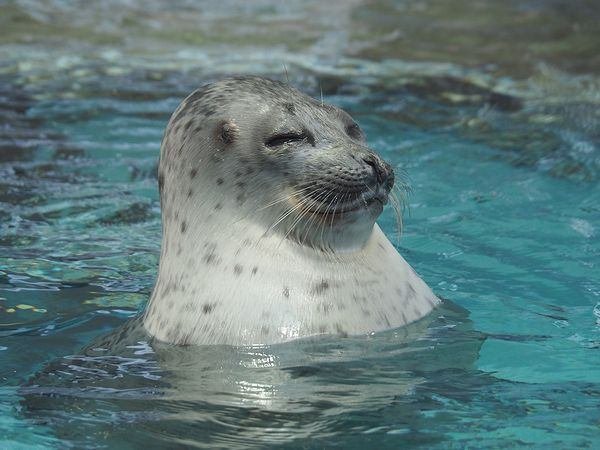 ワモンアザラシ図鑑 Ringed Seal｜M_ayumi