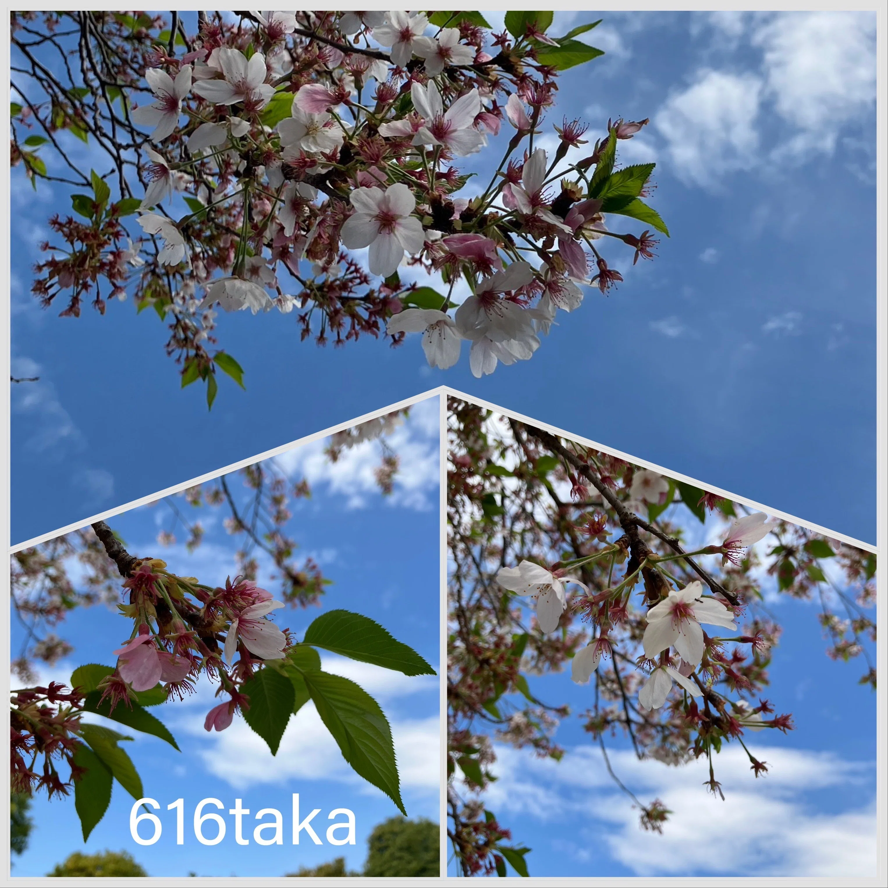 サクラ開花前線🌸4/17🌸🧐🌺🤔🤫|616taka