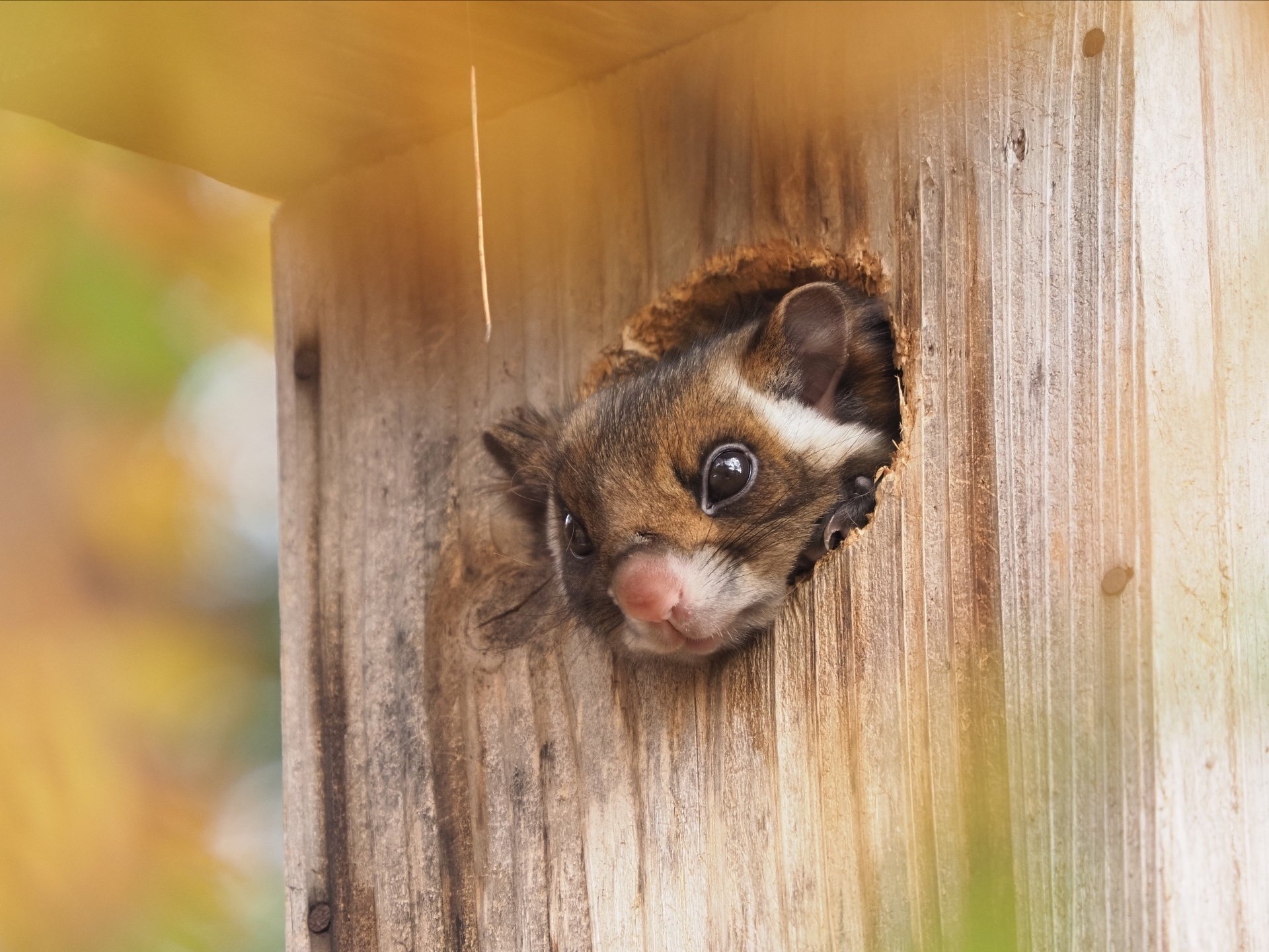 自宅でムササビウォッチング｜大塚敏之｜星野リゾート