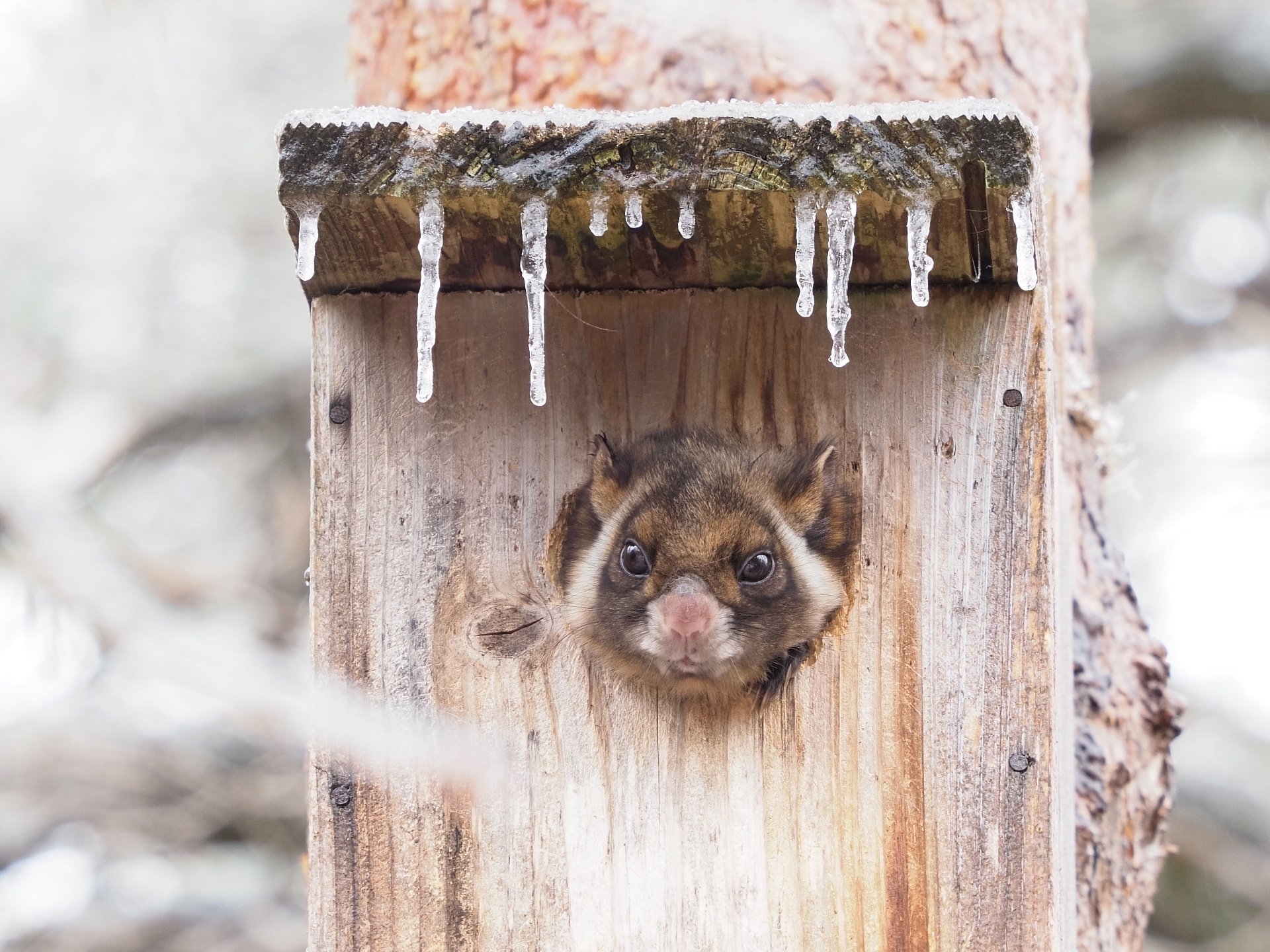 自宅でムササビウォッチング｜大塚敏之｜星野リゾート