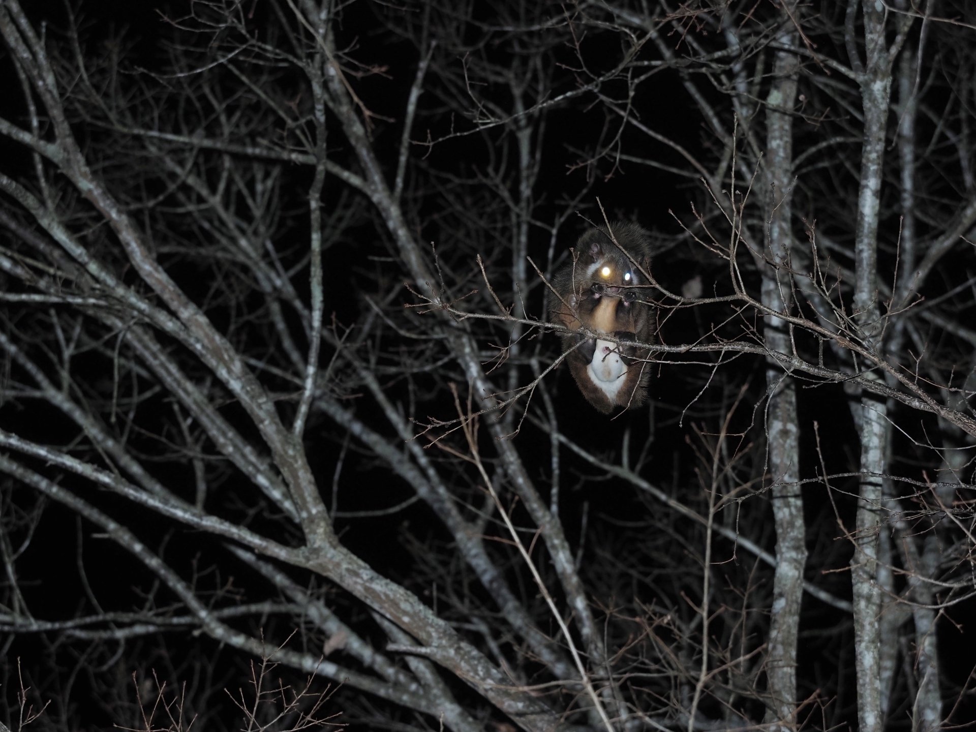 自宅でムササビウォッチング｜大塚敏之｜星野リゾート