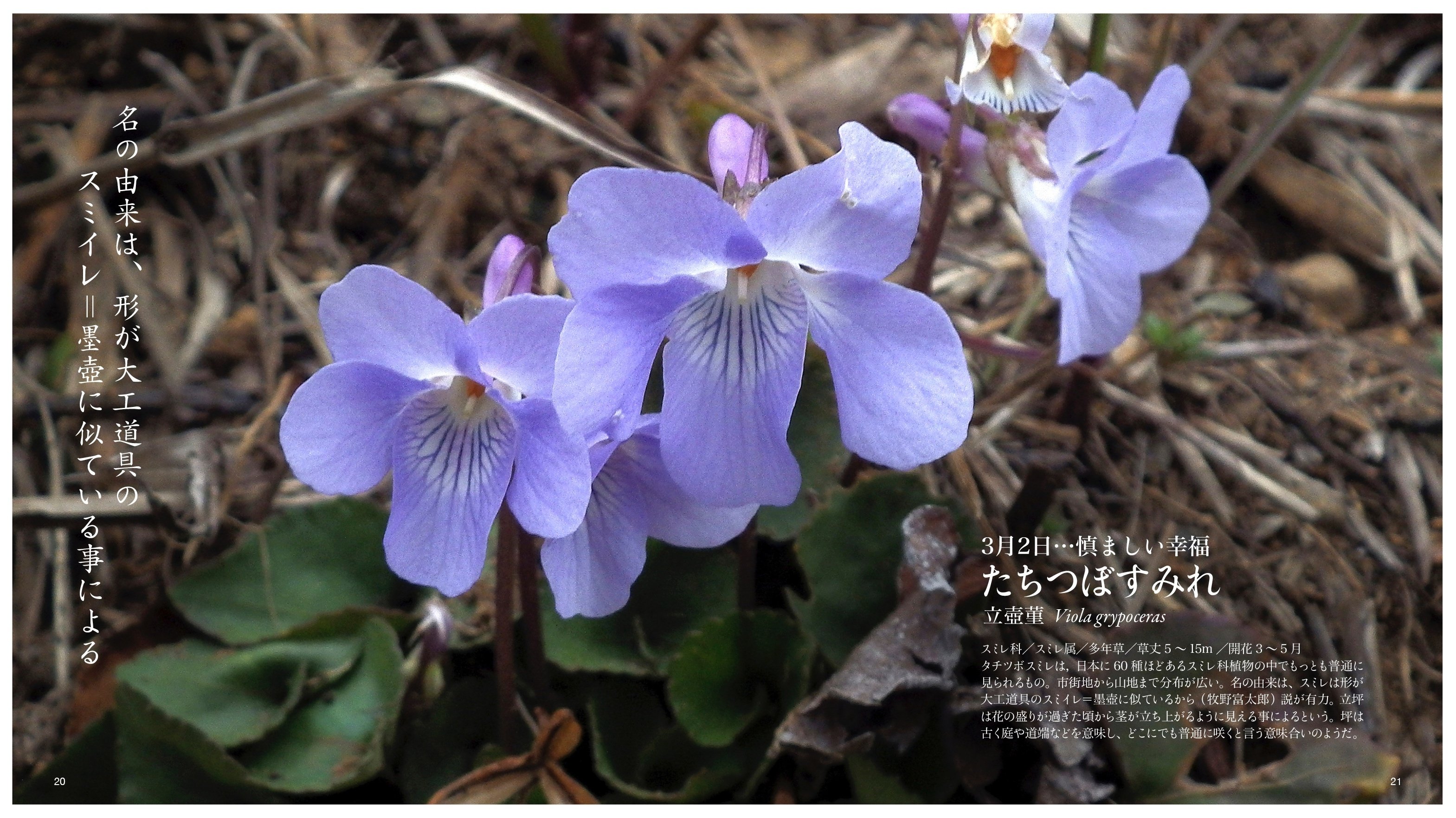 日本のスミレ 増補改訂 日本のスミレ | 山と溪谷社