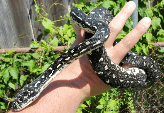 洋書「The Complete Carpet Python/カーペットパイソン」 Complete Carpet Python, A Comprehensive Guide to the Natural