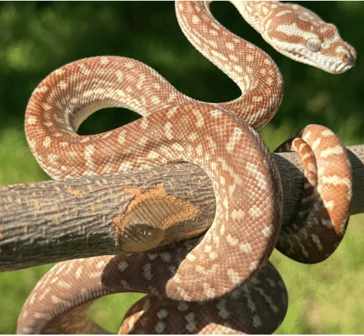 洋書「The Complete Carpet Python/カーペットパイソン」 Complete Carpet Python, A Comprehensive Guide to the Natural