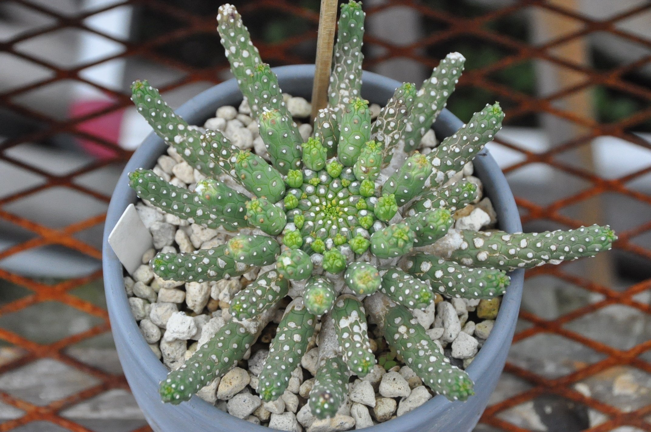 ユーフォルビアの魅力｜KKGREEN