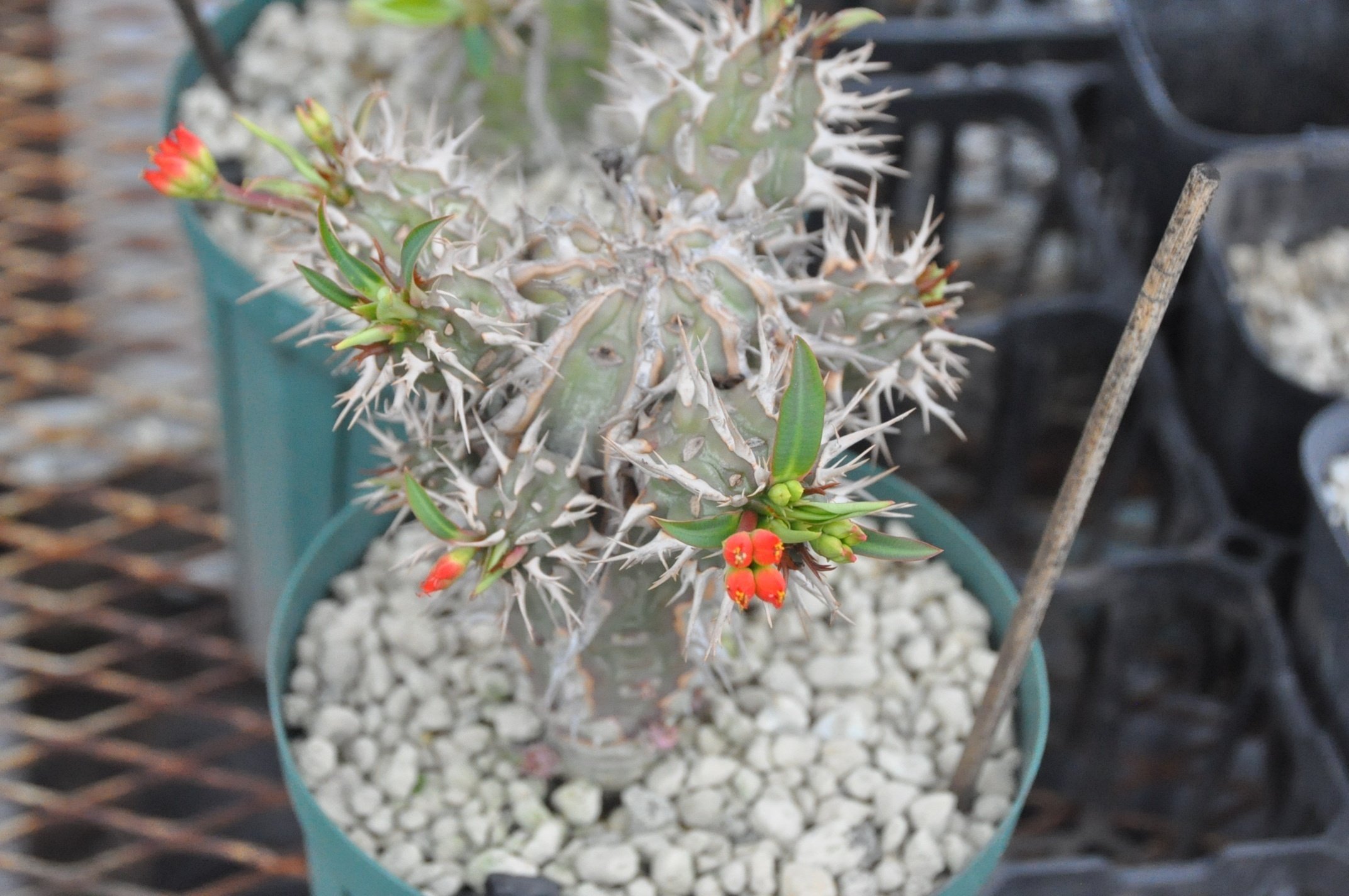 ユーフォルビアの魅力｜KKGREEN